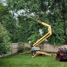 Pest Control for Lawns in Washington, DC