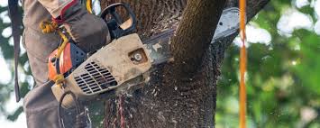 Best Stump Grinding and Removal  in Washington, DC