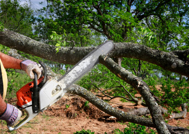 Best Tree Disease Treatment  in Washington, DC